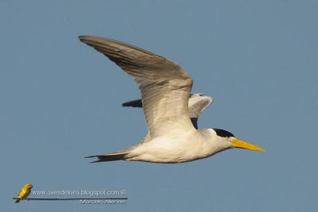 Atí (Large-billed Tern) Phaetusa simplex