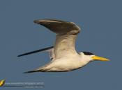 (Large-billed Tern) Phaetusa simplex