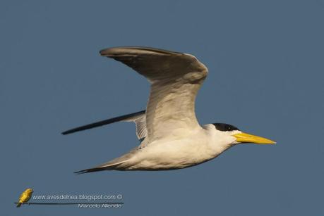 Atí (Large-billed Tern) Phaetusa simplex