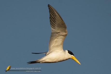 Atí (Large-billed Tern) Phaetusa simplex