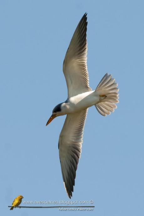 Atí (Large-billed Tern) Phaetusa simplex