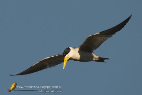 Atí (Large-billed Tern) Phaetusa simplex