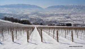 Viñas nevadas de Castell d'Encus