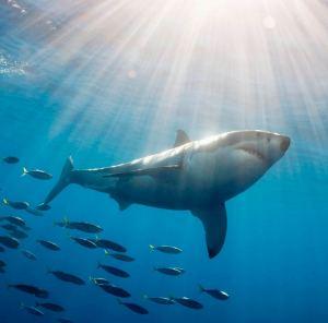Cuento japonés del pescado y el tiburón