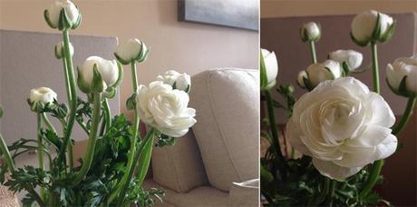 DECORAMOS CON FLORES DECORAMOS CON FLORES