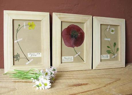 Herbario DIY hecho con cuadros de Ikea 