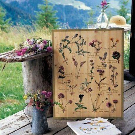 Herbario DIY cuadro con todas las plantas juntas