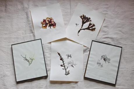 Herbario DIY en papel con marco (cuadro)