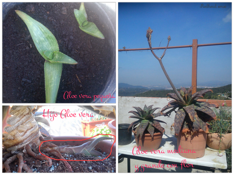 DIY: Crema de Aloe vera