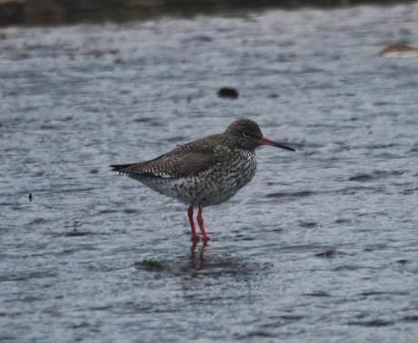 Chorlitejos, archibebes y otros.