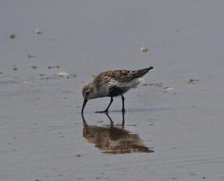 Chorlitejos, archibebes y otros.