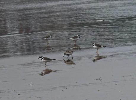 Chorlitejos, archibebes y otros.