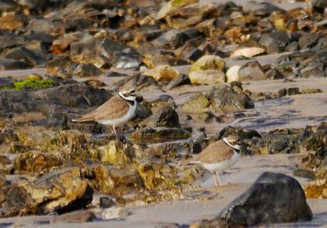 Chorlitejos, archibebes y otros.