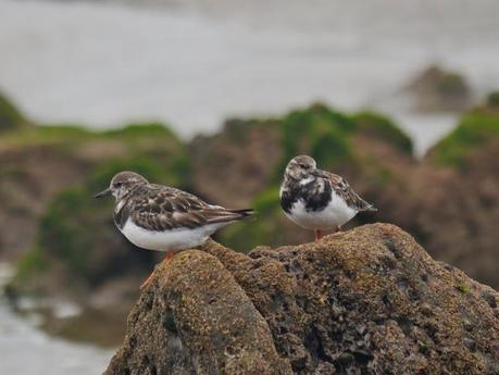 Chorlitejos, archibebes y otros.