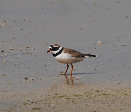 Chorlitejos, archibebes y otros.
