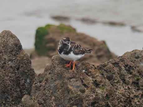 Chorlitejos, archibebes y otros.