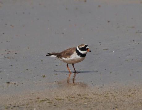 Chorlitejos, archibebes y otros.