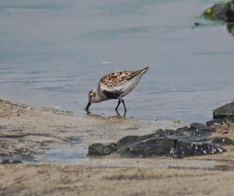 Chorlitejos, archibebes y otros.
