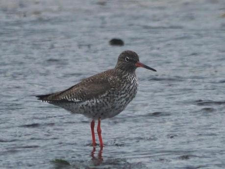 Chorlitejos, archibebes y otros.