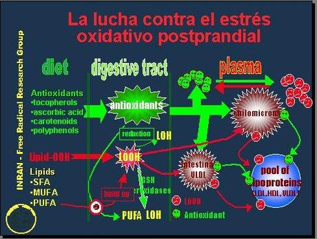 estres oxidativo 99 20 Consejos Útiles para Evitar el Stress Oxidativo