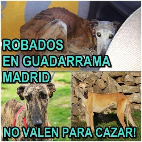 MUY URGENTE!! TRES GALGOS ROBADOS DE FENIXCAN GUADARRAMA. (MADRID)