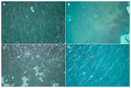“Drones” para estudiar fauna marina http://www.plosone.org/article/fetchObject.action?uri=info:doi/10.1371/journal.pone.0079556.g003&representation=PNG_M