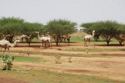 8 Agosto: Gogui - Diema - Kolokani