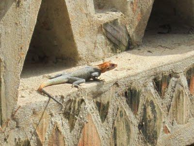 13 Agosto: Djenné - Bandiagara