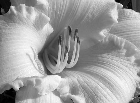 Sueños etéreos en Blanco