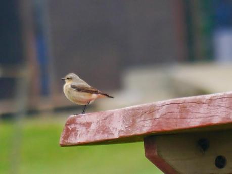 Pequeño goteo de collalbas