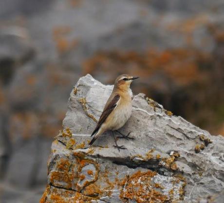 Pequeño goteo de collalbas
