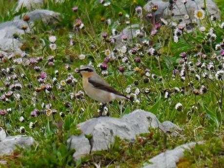 Pequeño goteo de collalbas