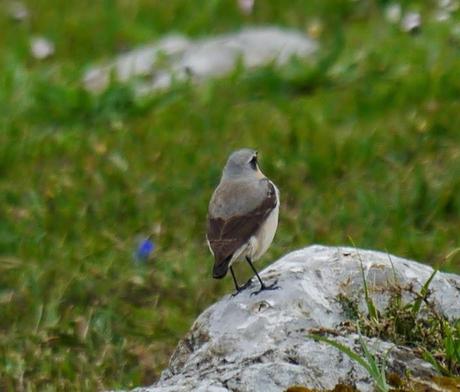 Pequeño goteo de collalbas