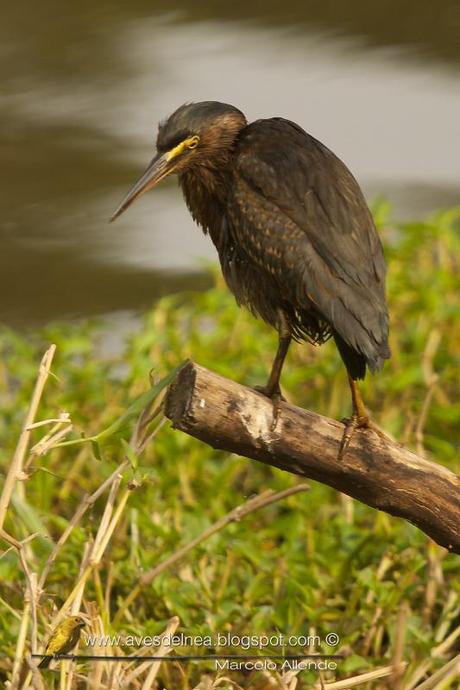 Garcita azulada (Striated Heron) Butorides striatus