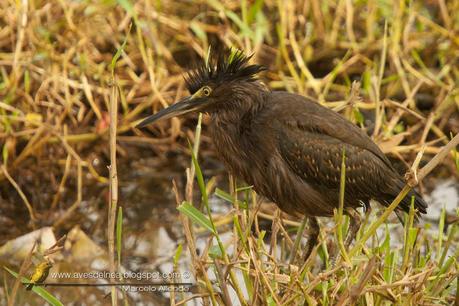 Garcita azulada (Striated Heron) Butorides striatus