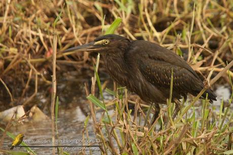 Garcita azulada (Striated Heron) Butorides striatus