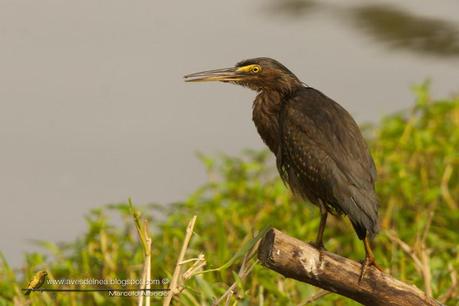 Garcita azulada (Striated Heron) Butorides striatus