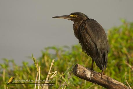 Garcita azulada (Striated Heron) Butorides striatus