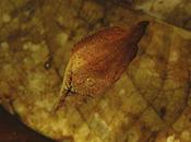 hoja