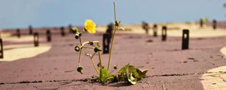 Spettro visibile / Espectro visible (con E1000)