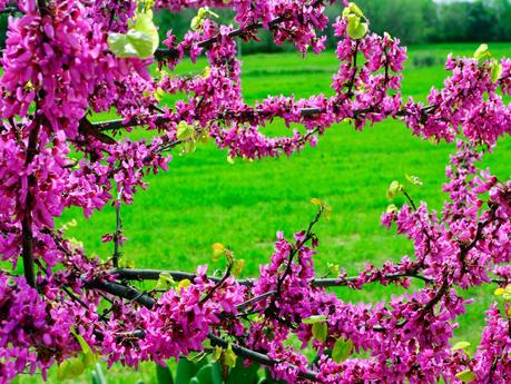 PATATAS ASADAS CON CREMA DE QUESO