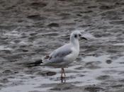 Gaviota Bonaparte Llodero