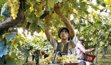 UvaVinaterosCosecha-26022014