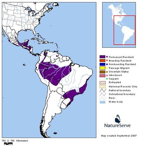 Fueguero morado (Red-crowned Ant-Tanager) Habia rubica