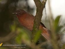 Fueguero morado (Red-crowned Ant-Tanager)