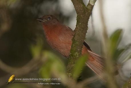 Fueguero morado (Red-crowned Ant-Tanager) Habia rubica