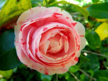 Nuestras últimas flores y acontecimientos en tiempo real. ¡No os los perdáis!