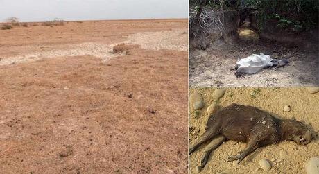 Casanare: sequía mata a miles de animales. La sequía ha matado a peces, ganado, venados, entre otros animales. La mayor mortandad ha sido de chigüiros.