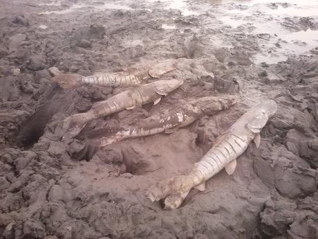 Casanare: sequía mata a miles de animales