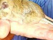 Conoce kirchnerorum, nuevo roedor patagónico